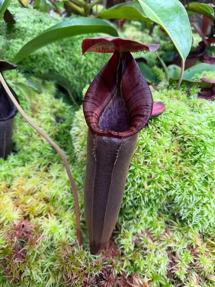 Nepenthes Auctions 11/22