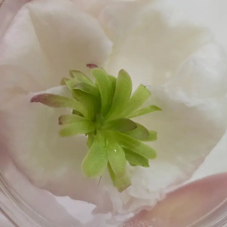 Pinguicula moctezumae- X ("Draupnir")