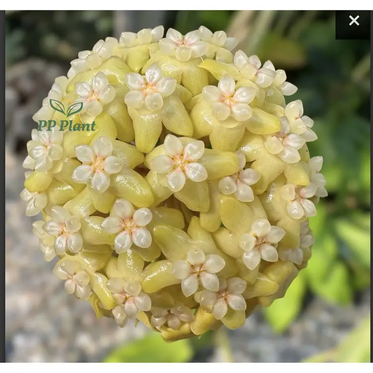 MB ‘Surisa’. . (nicholsoniae and H. 'Golden Eye')