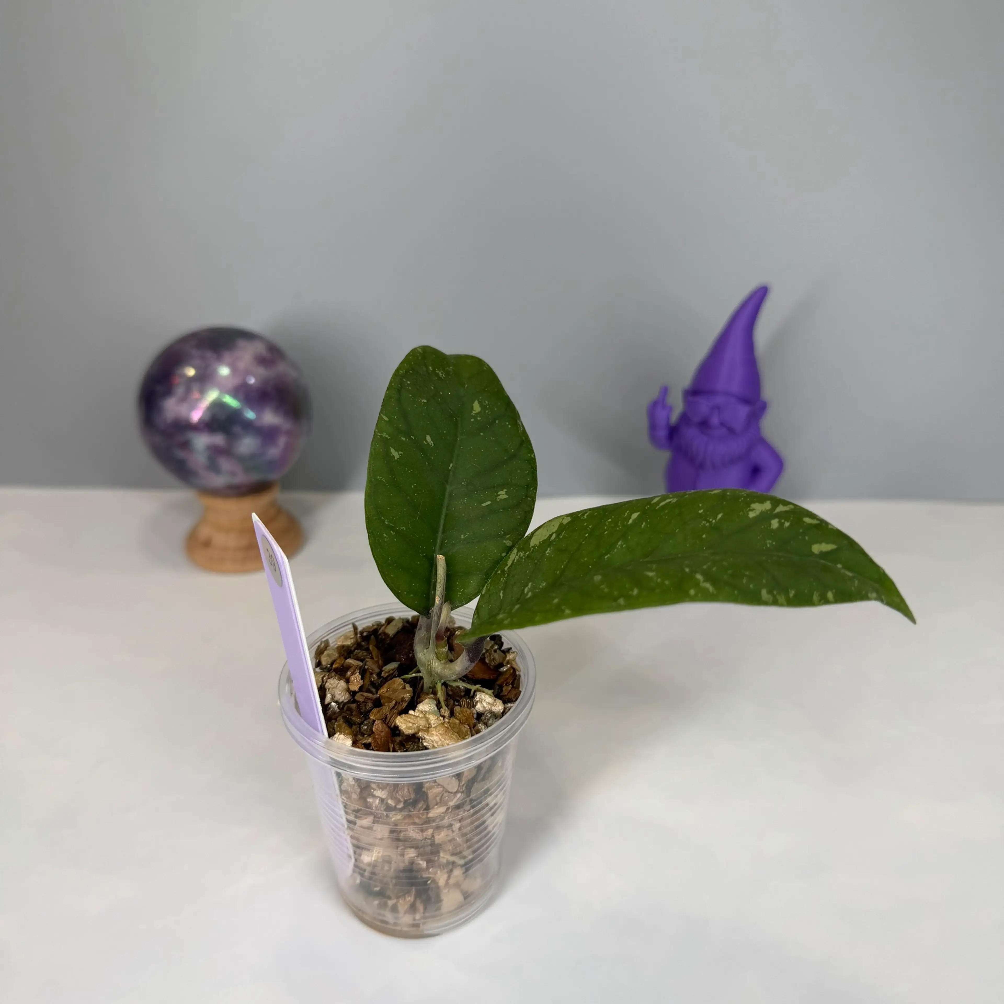 Image 1 of 7
