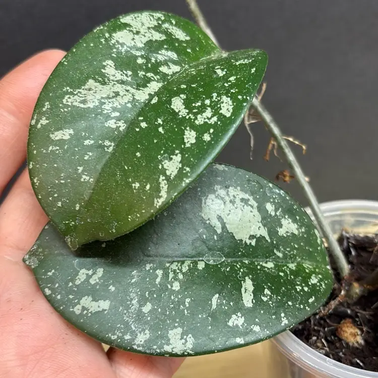 Owen’s Cosmic Dream