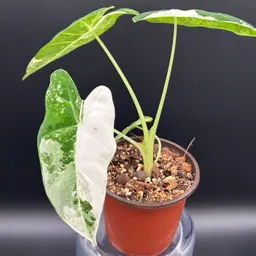 Alocasia Frydek Variegated