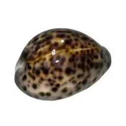 2.5” Tiger Cowrie Seashell