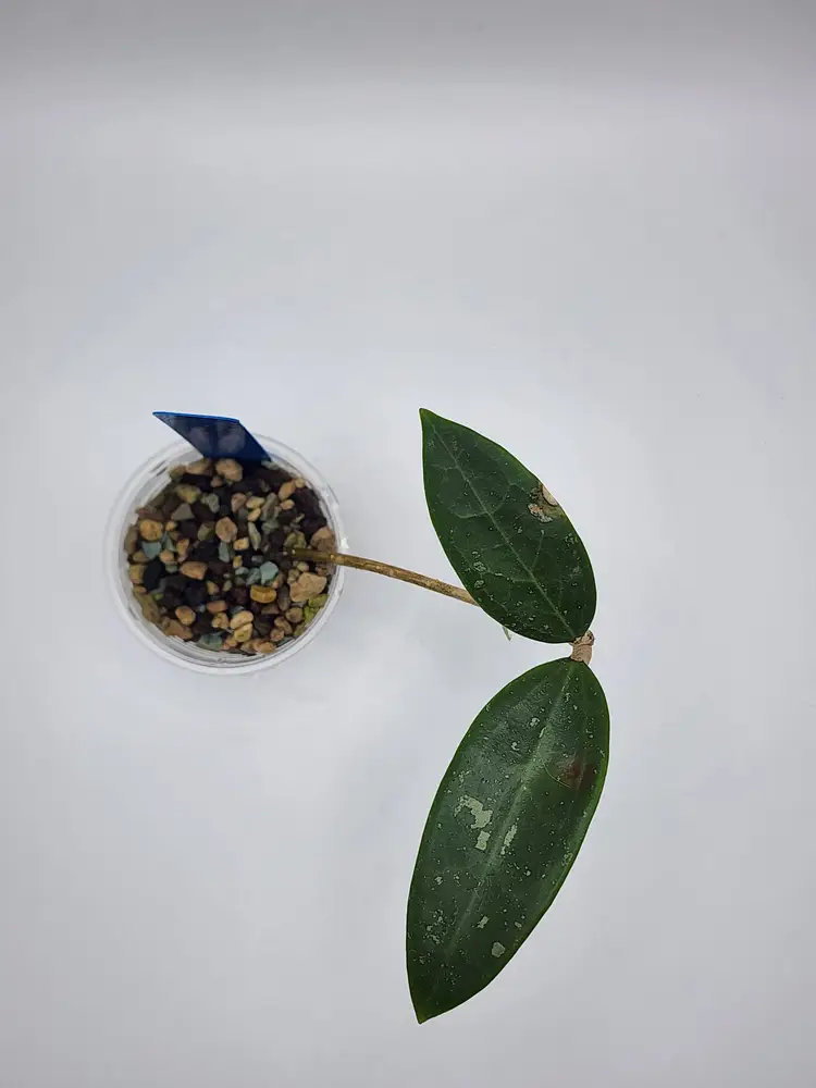 Hoya pallida