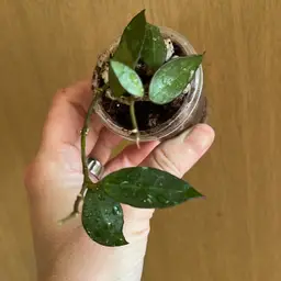 Hoya cv Elle small pot