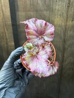 1209 | 4” Begonia Burdeos