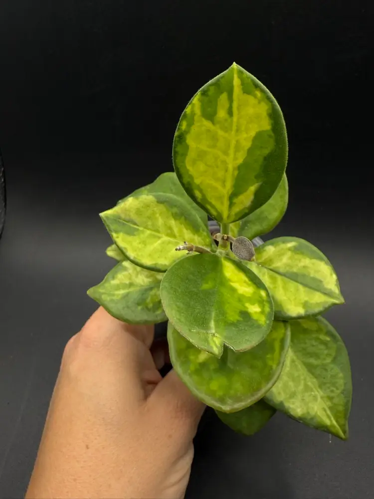 Hoya Australis ‘Aleksandra’