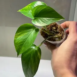 SNIPE MODE - Neon Queen Pothos