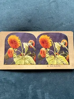 Antique Stereograph/Stereo View Card Of Giant Sunflowers