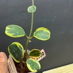 06 Hoya obovata outer