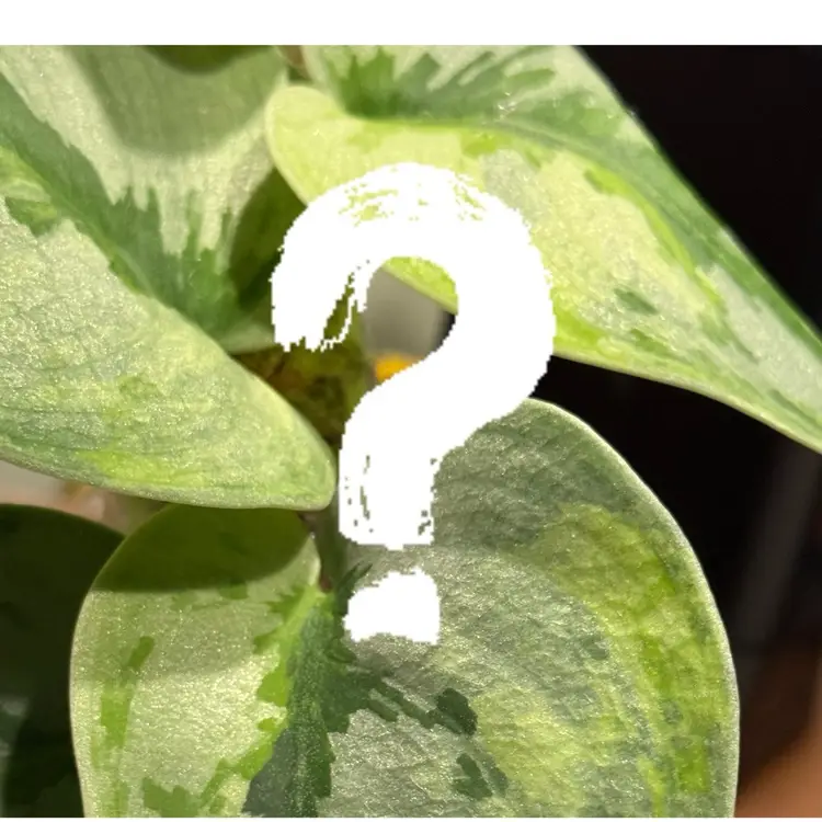 SCINDAPSUS MYSTERY BUNDLE