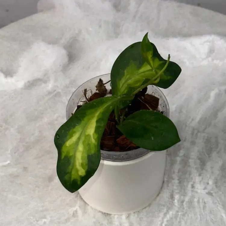 Hoya mindorensis ‘Purple Star’ variegated - 3 inch pot