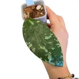 35. sp. Germany x Unk