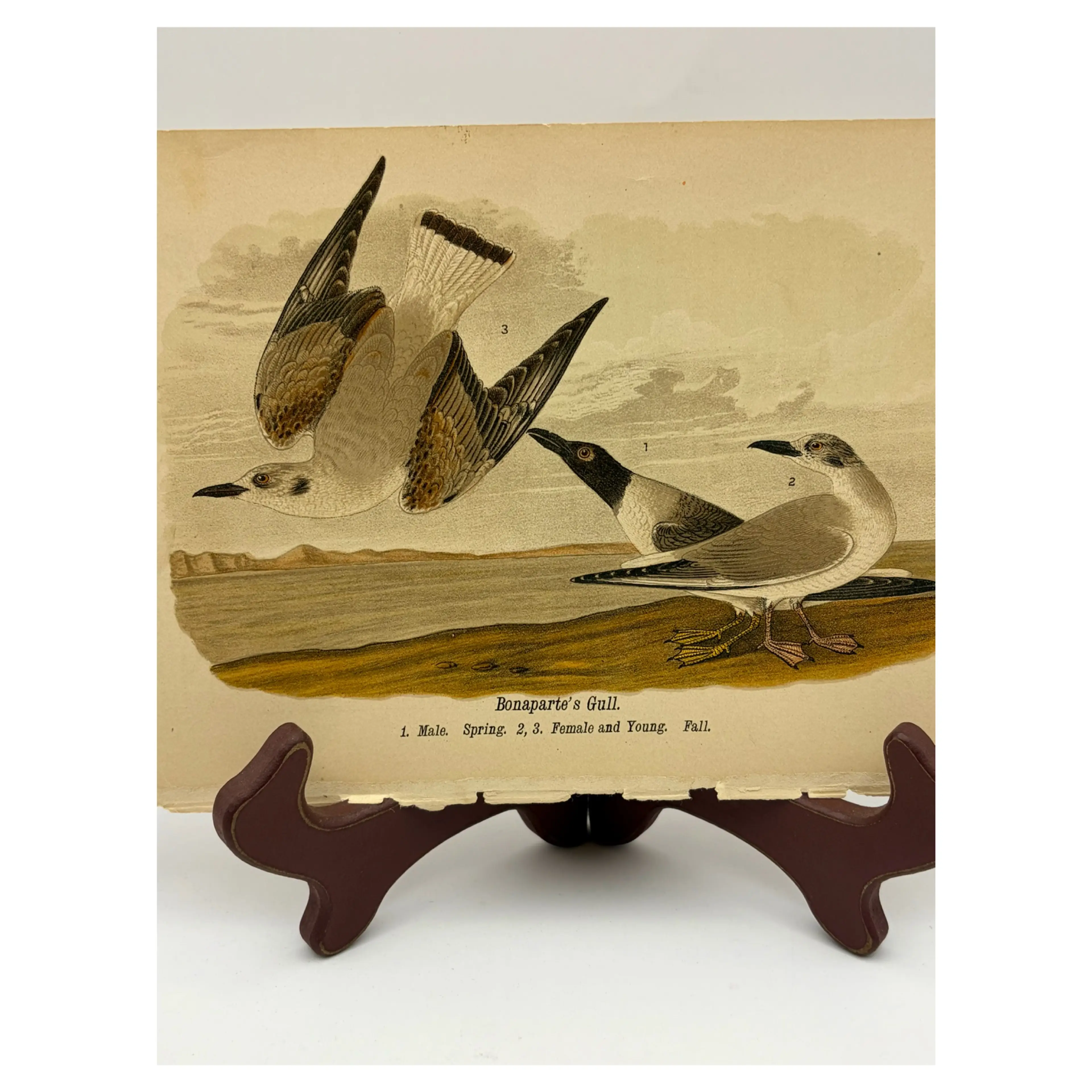 Image 2 of 9