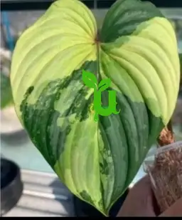 #01 (1 Unit) Philodendron Variegated Mamei Tissue Culture