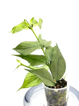 Polyneura Silver + Bonus Cutting