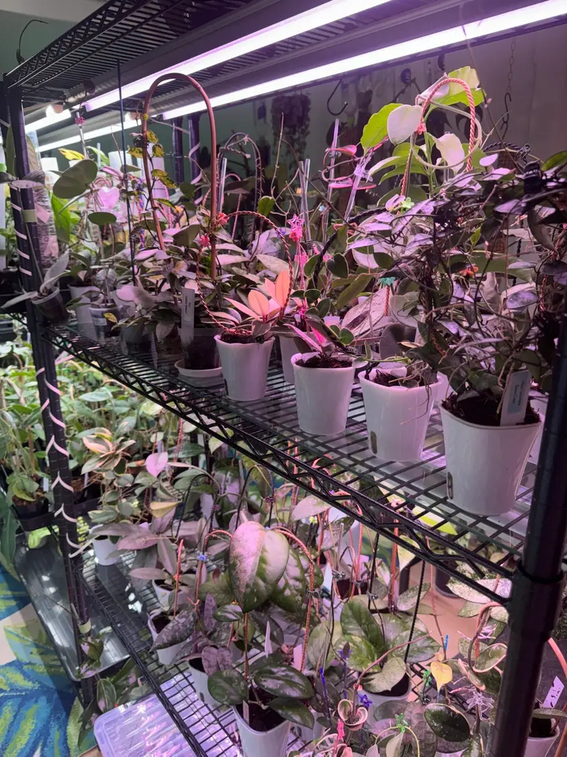 Livestream thumbnail