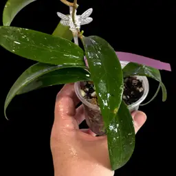 Hoya RHM2439 Verticillata MA05x Unk.