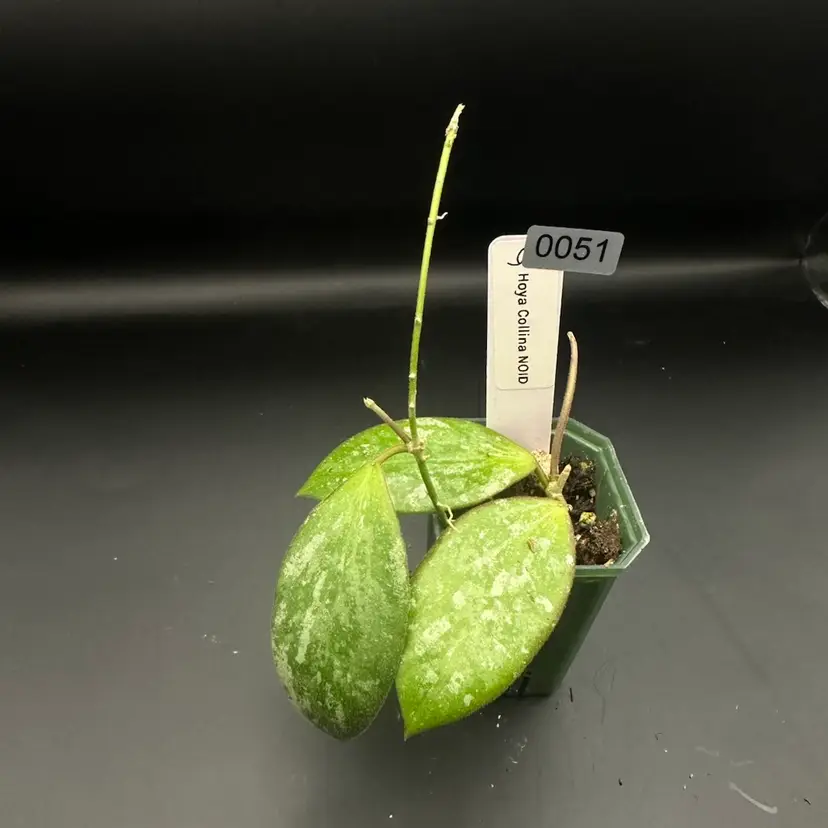 0051 Hoya Collina NOID (2 plants)