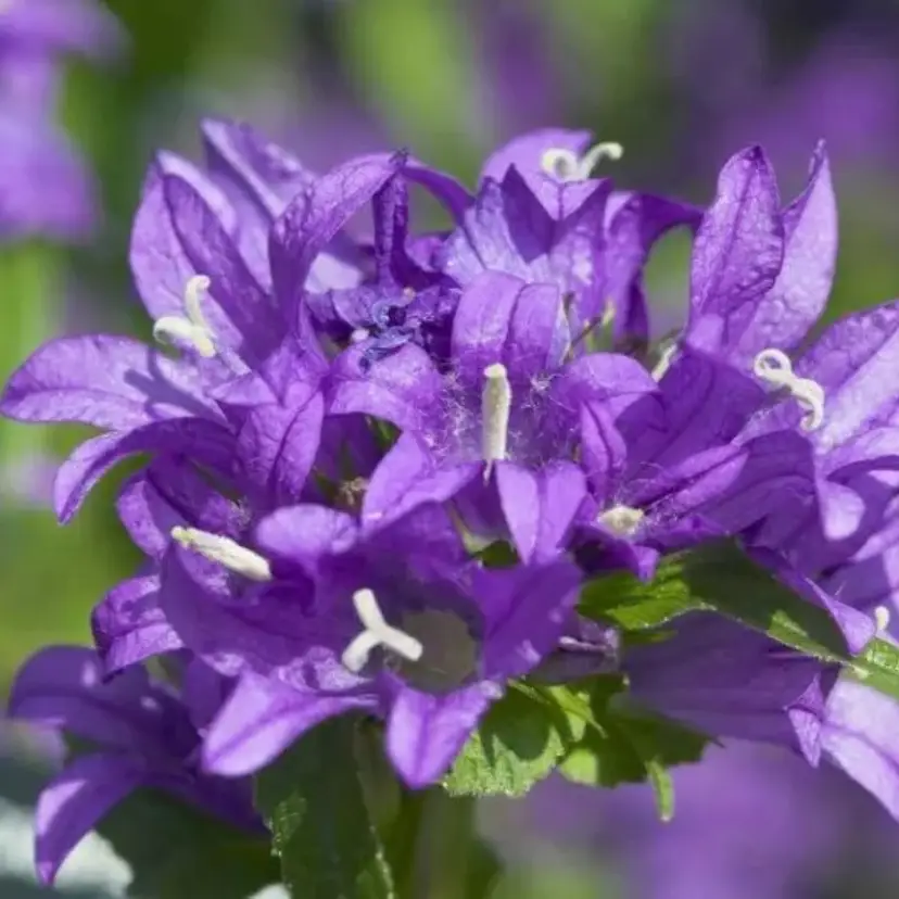 Supra Bellflower flower seeds