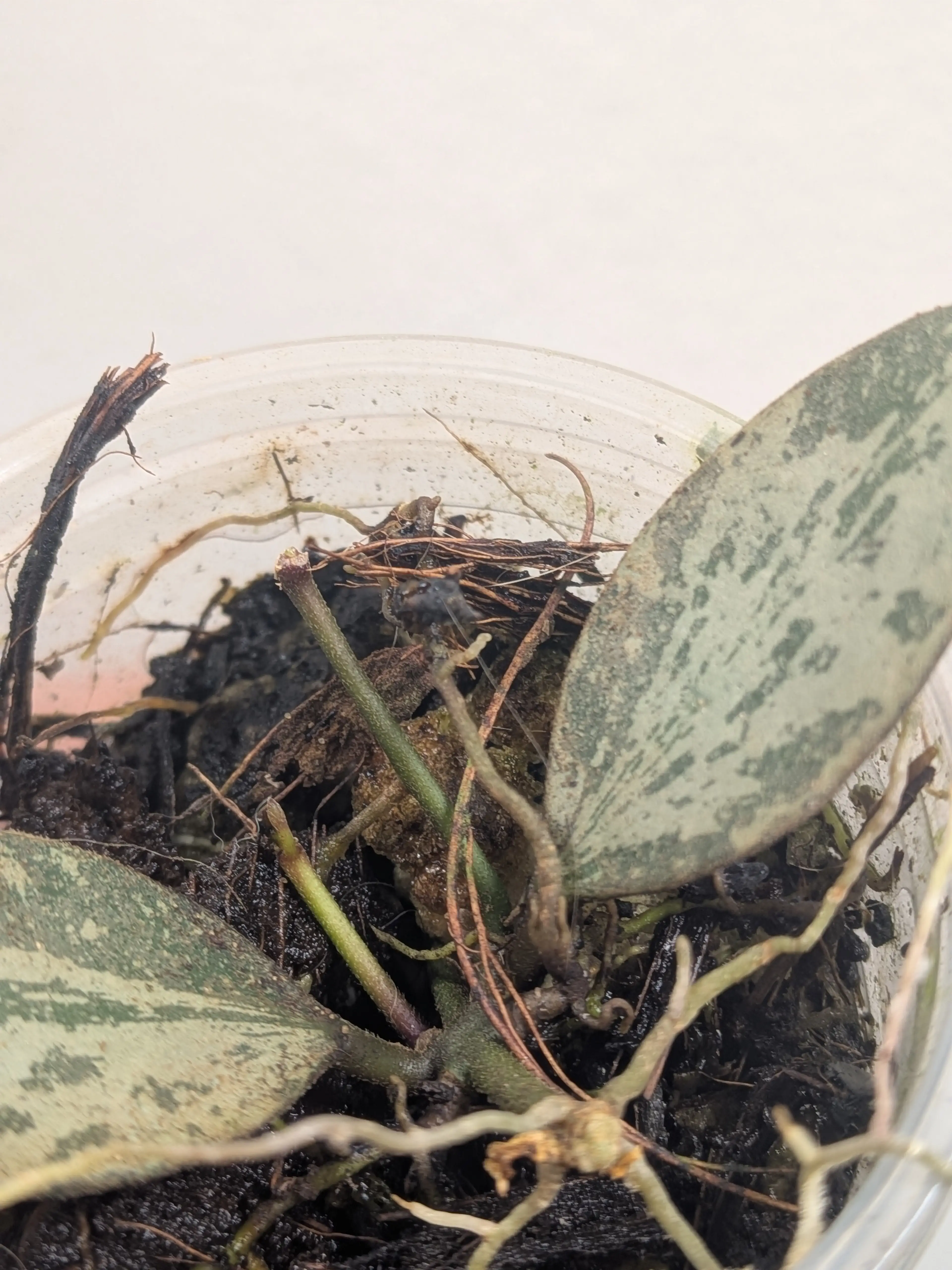 Image 4 of 4