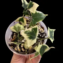 Senecio Macroglossa Variegated