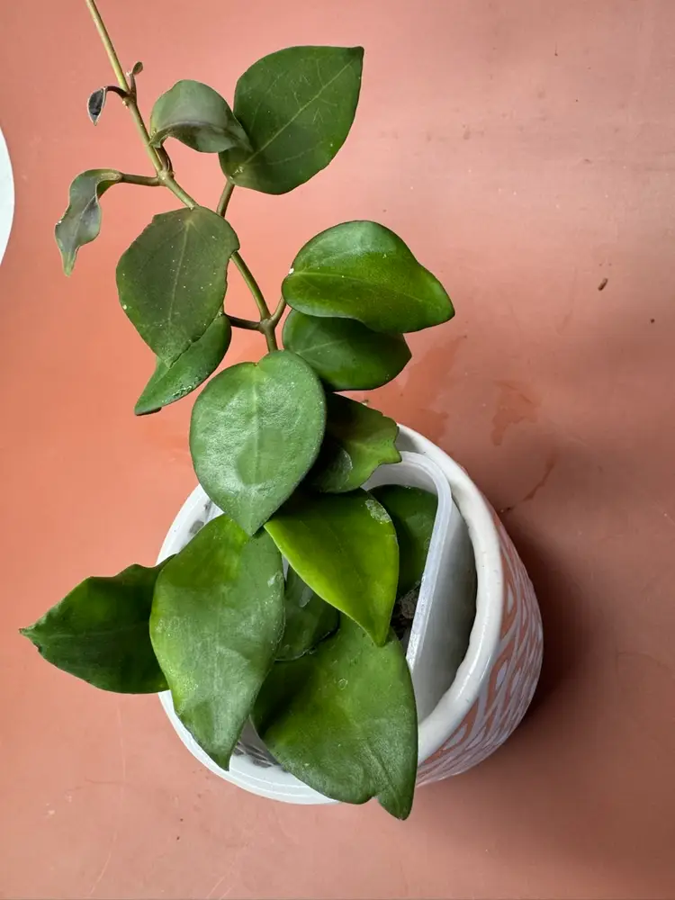 HOYA ‘ARAMELON’ (UPT012)