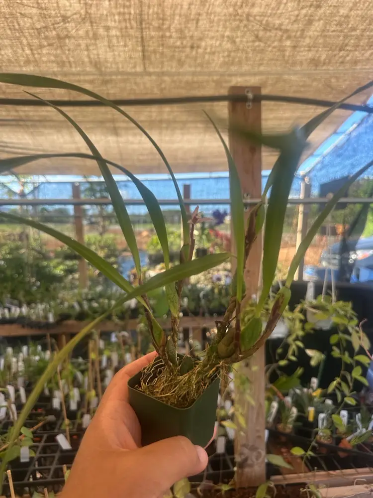 Maxillaria oreocharis