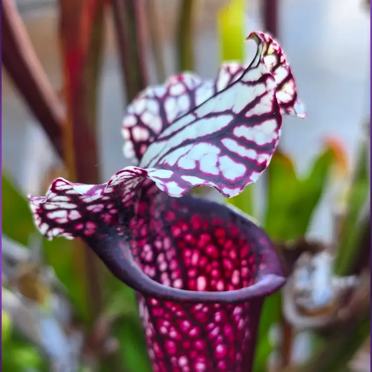Sarracenia 'Purple Sparks' x Saurus' clone 1