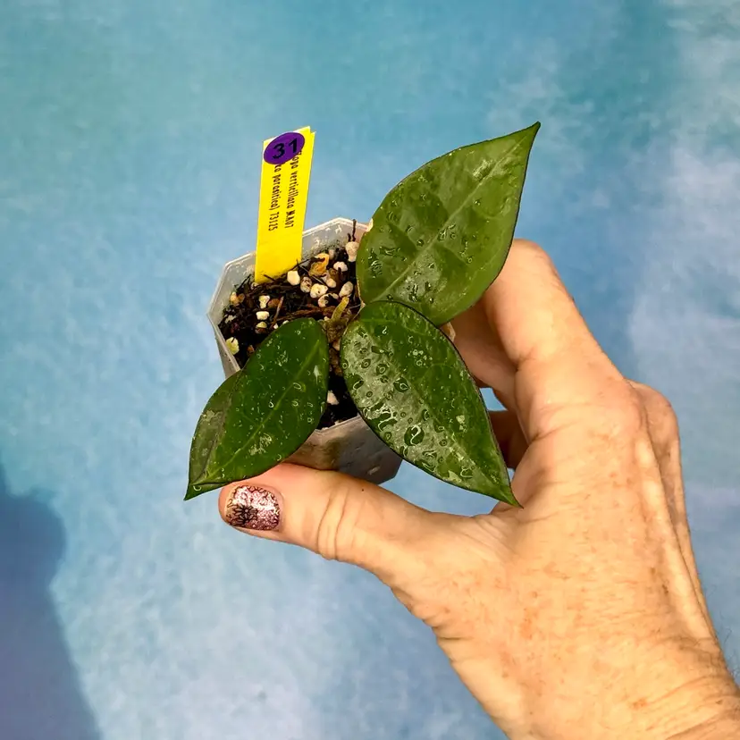 31 Hoya MA07