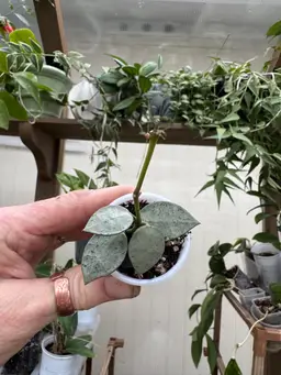 Hoya Lacunosa ‘Moonshine’ rooted in 3inch pot
