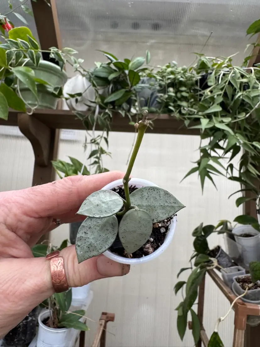 Hoya Lacunosa βMoonshineβ rooted in 3inch pot