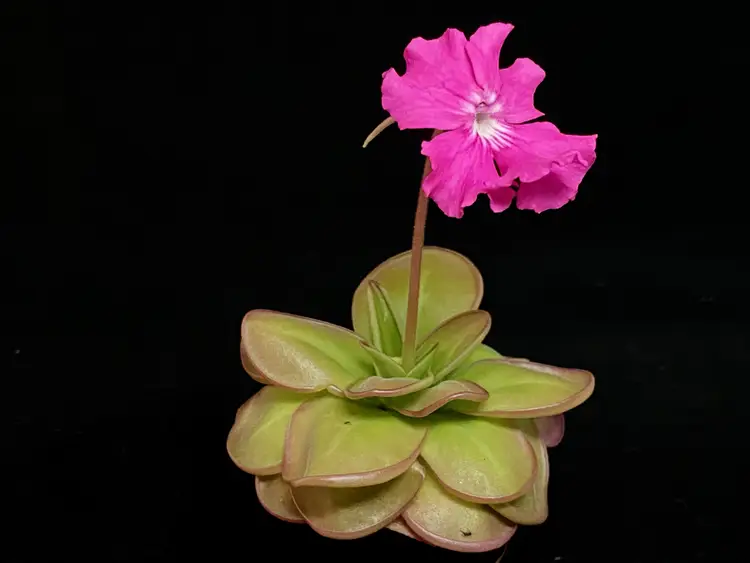 Pinguicula zecheri ‘Faulisi’