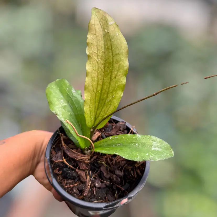 PS0822 - Hoya erythrina ‘Kedah Peak