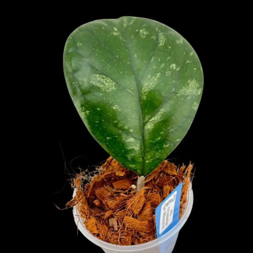 Hoya Patcharawalai Seedling by Ice