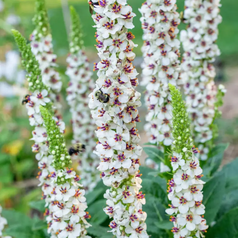 Wedding Candle Verbascum flower seeds
