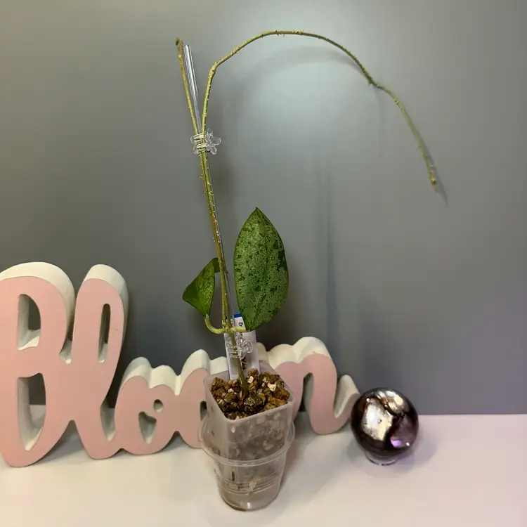 B36 Erythrostemma (Splash)