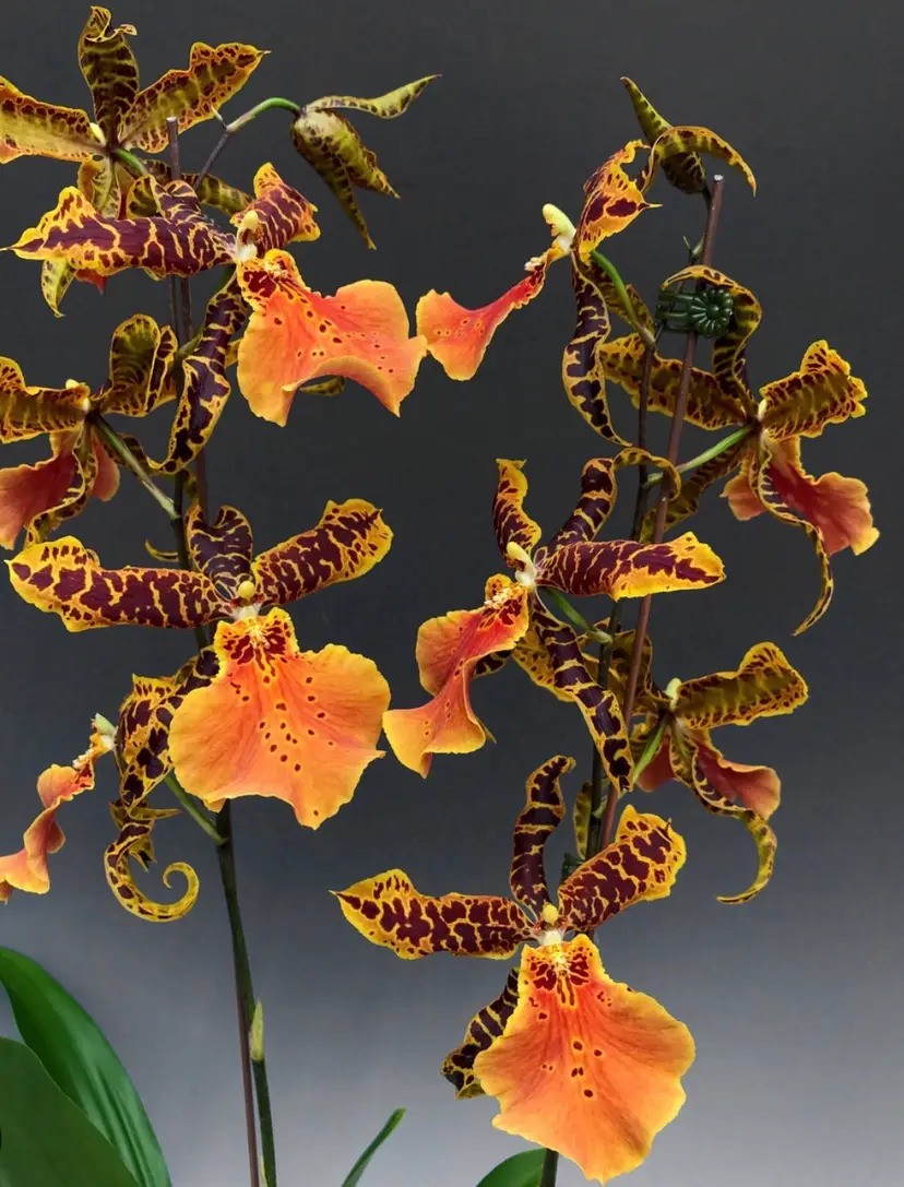 Alcra. Hilo Ablaze 'Hilo Gold' HCC/AOS