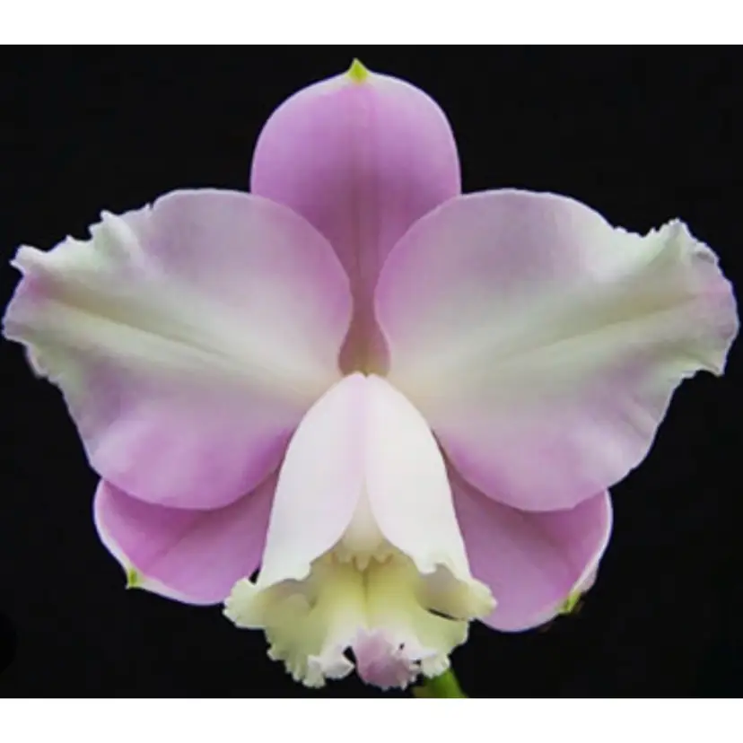 Cattleya loddigesii aquinii ‘Alvaro Perelia’ x self