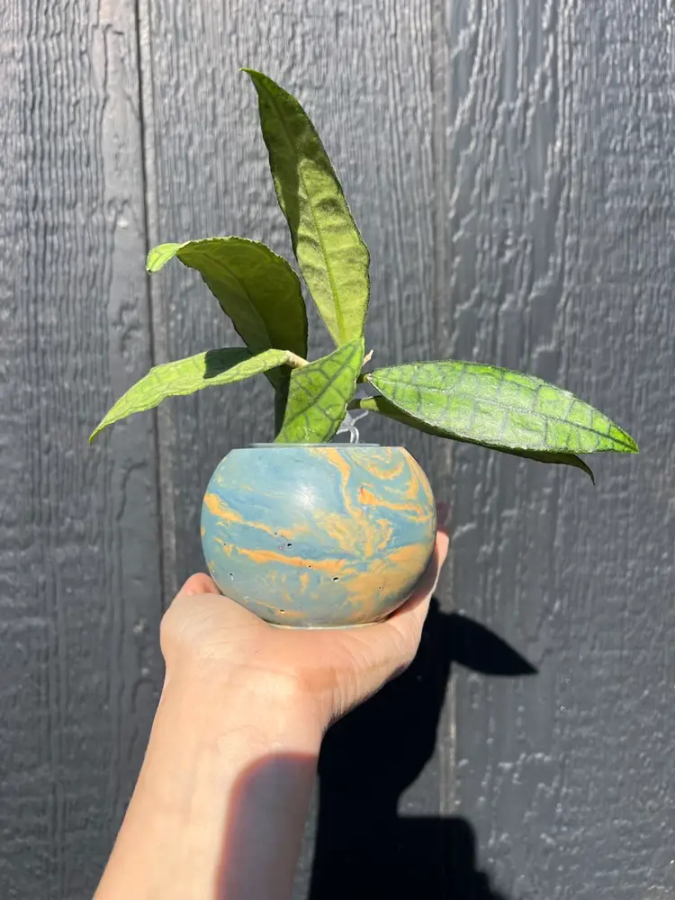3” Blue Yorange Concrete Globe Planter