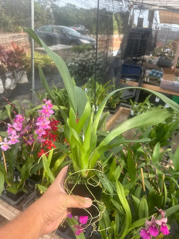 Oncidium Aka Baby 'Raspberry Chocolate' HCC/AOS