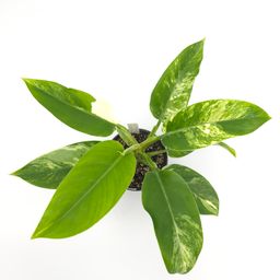 Philodendron Imperial Green variegated 4 inch pot 744