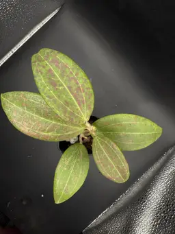 Hoya Verticillata (Pink Splash)
