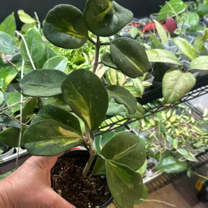 Obovata Inner Variegated