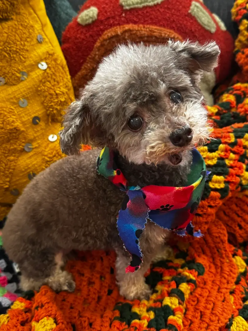 Livestream thumbnail