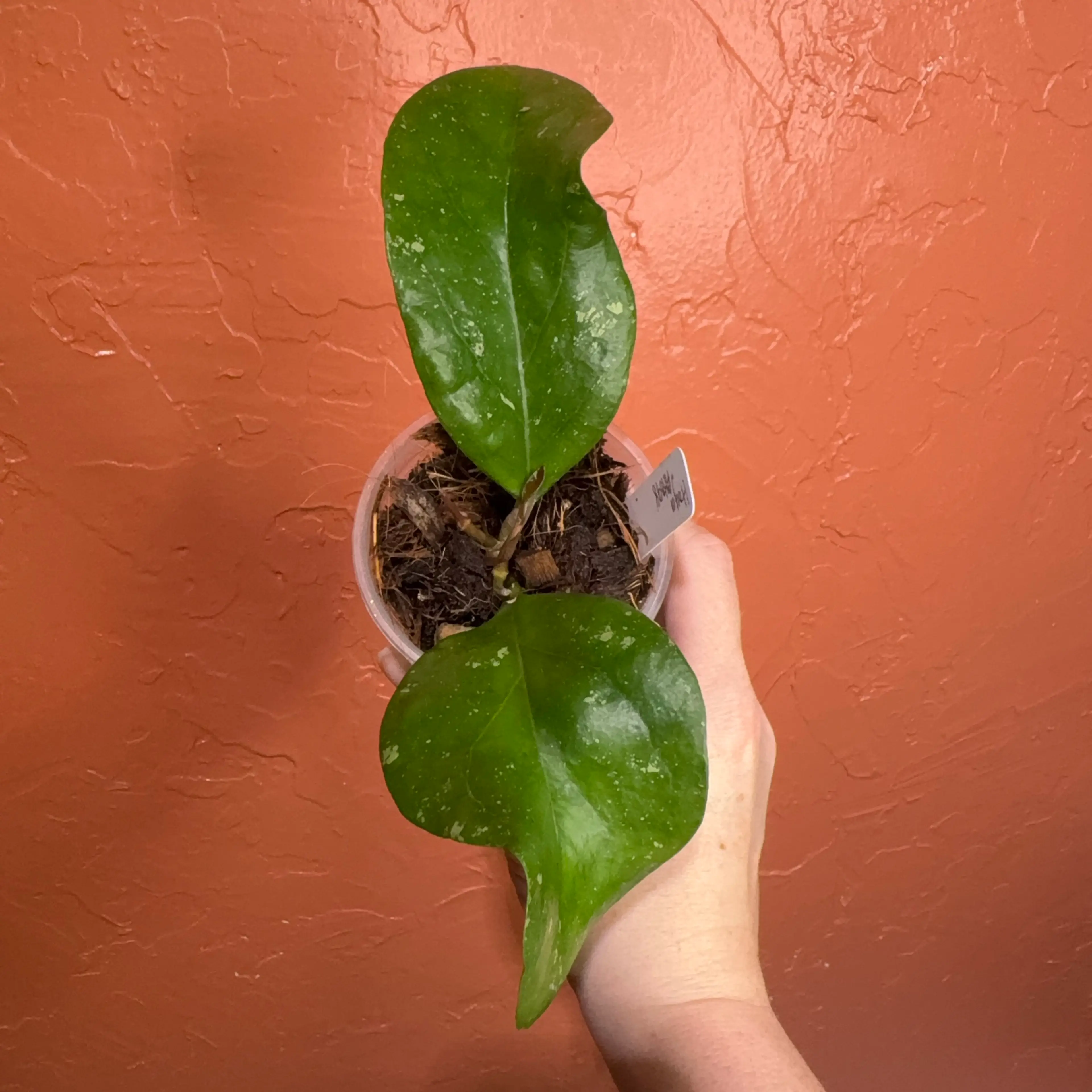 Image 1 of 3