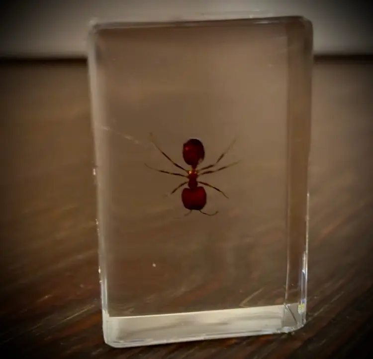 Specimen Of Real Leaf Cutter Ant In Lucite 1”x 2”