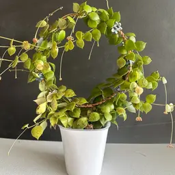 K-risten Cutting Box