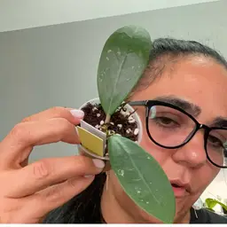 Kgd303 hot lip x unk