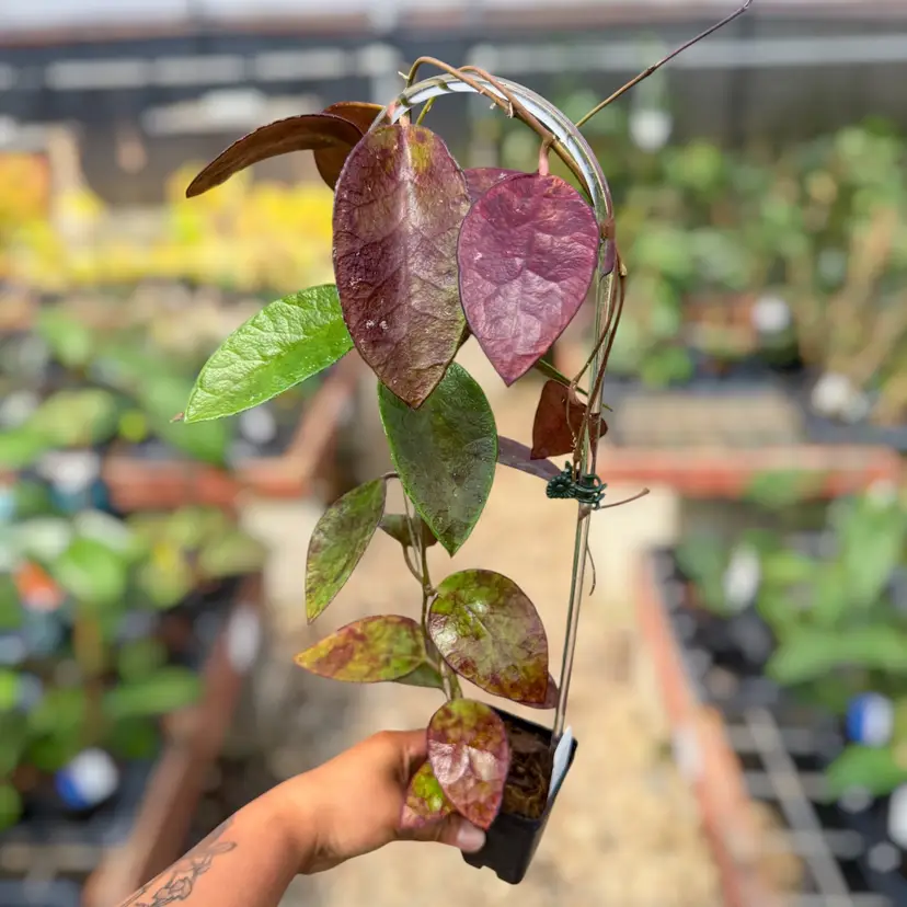 PS0557 - Hoya benchai